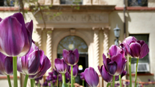Image of purple flowers in front of Brown Hall