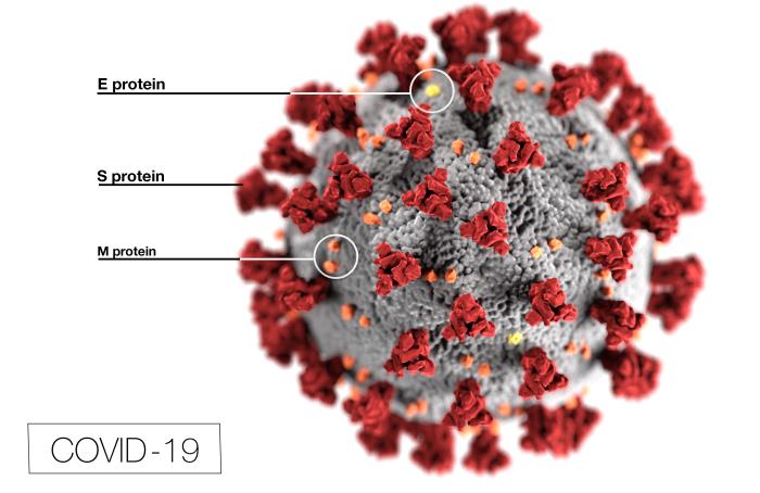 Digital rendering of the Coronavirus cell.