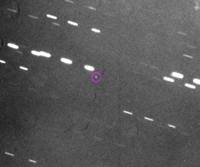 Asteroid Apophis as imaged by the Magdalena Ridge Observatory