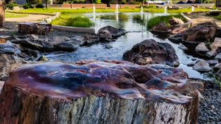 An image of the waterfall and pond in front of the Bureau of Geology building. A dark red and brown petrified wooden tree stump is in the foreground of the picture. Water and green grass bushes can be seen in the background.