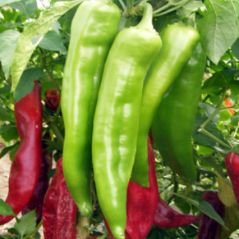 John Briggs Green and red chile peppers
