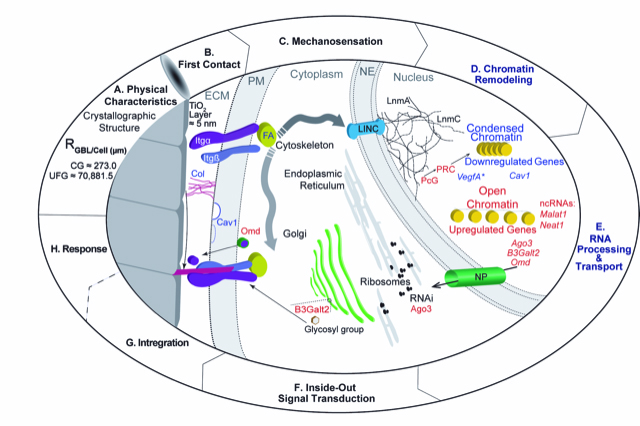 Image from the Plos One paper